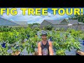 Complete FIG TOUR: Garden Tour Of All 50 FIG TREES In My Garden