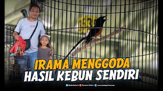 Semangat Mencetak Murai Batu Dollar Stabil & Tangguh Dalam Pertempuran
