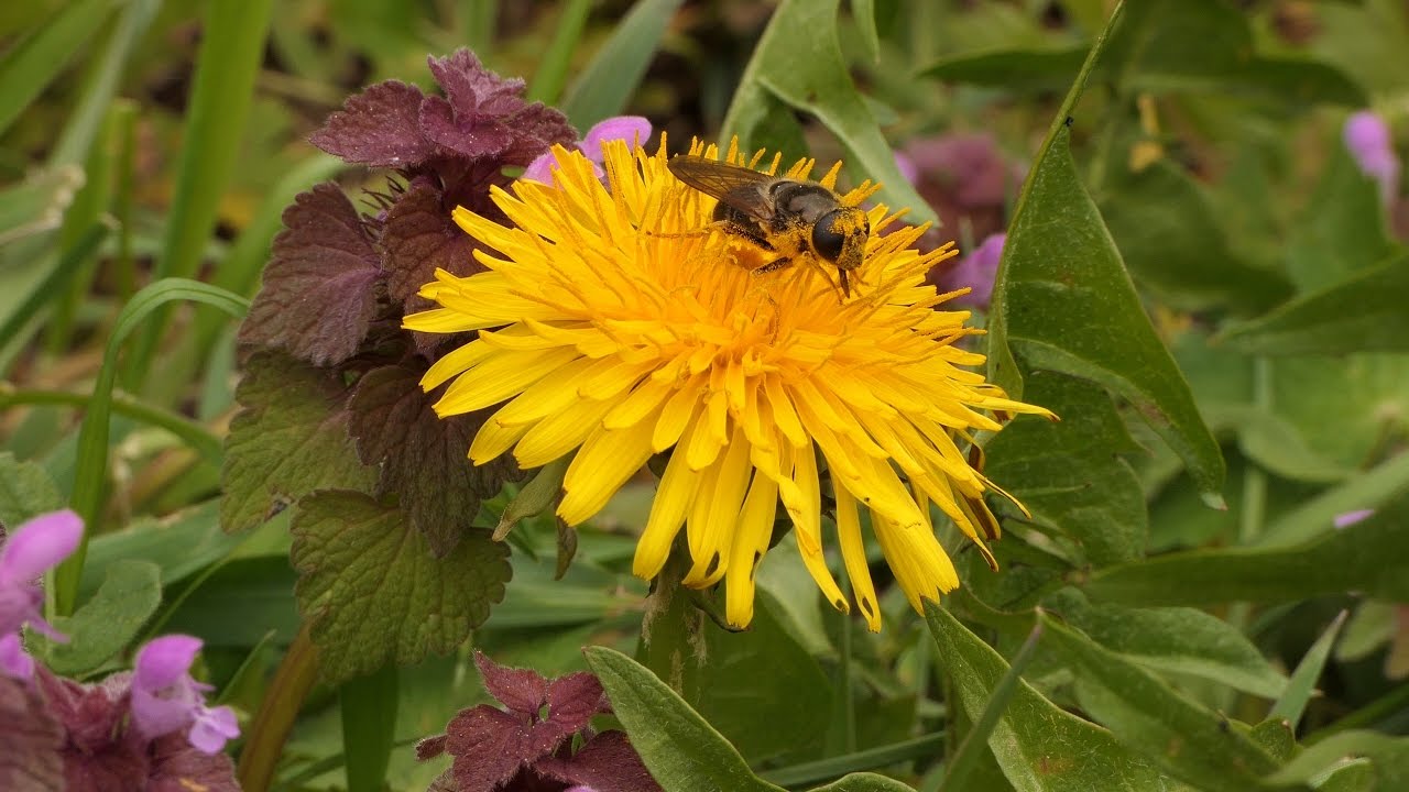 Lumix FZ2000 / FZ2500 / Raynox DCR-150 4.8 dpt Achromat / First Impressions / Macro / 4K