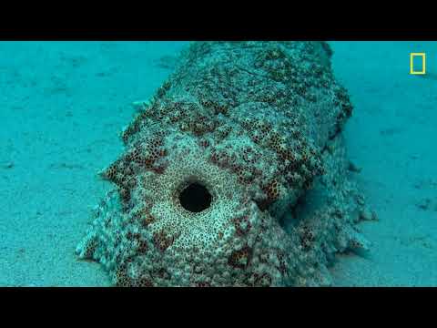 Vídeo: Pepino do mar é um organismo único