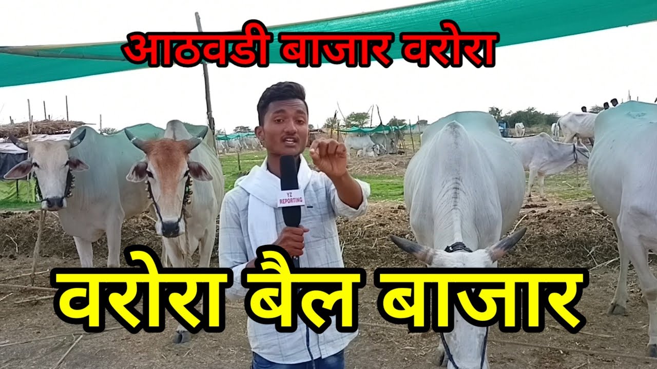 वरोरा बैल बाजार varora bail bazar #bailbajar varora bail bazar #bajar