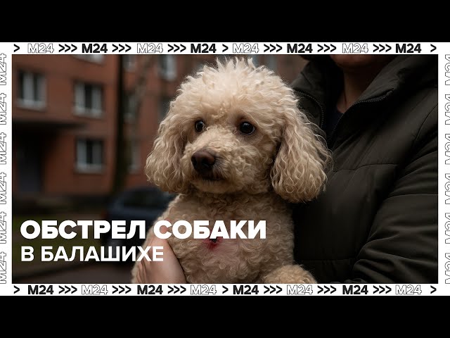 Обстрел собаки в Балашихе: кто открыл огонь и зачем?