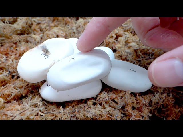 青の羊さん作　ぞうたまちゃん The Japanese rat snake eggs have become dented again - YouTube