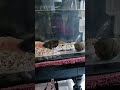 persahabatan antara ikan chana maru sama oscar.