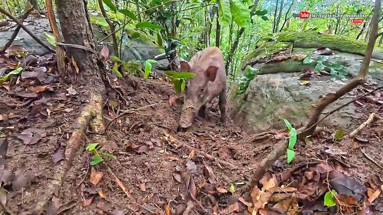 กับดักทำงานแล้วความฝันตาจ่อยเป็นจิง//ຫມູປ່າຖືກກັບດັກແລ້ວ Hieng บ่าวเฮียง คนหากิน