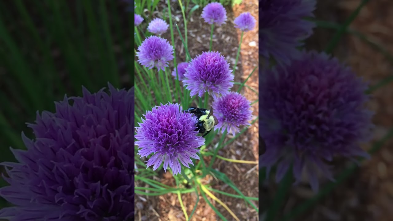 what does keep calm and chive on mean