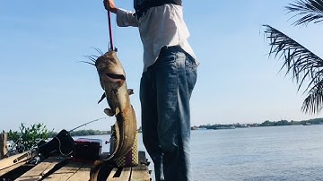 Câu cá sông , dính được Cá ngát bự kéo cần đã thiệt