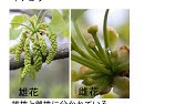 中1理科 植物の分類 Youtube
