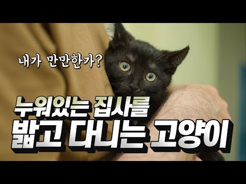 [ENG SUB] 고양이가 집사를 밟는 이유, 사랑해서라고?!