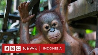 Membawa Bom Bom pulang ke rumah - BBC News|Indonesia