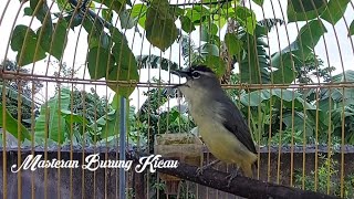 Suara Opior Jambul Gacor Isian / Burung Prenjak Daun Flores Gacor
