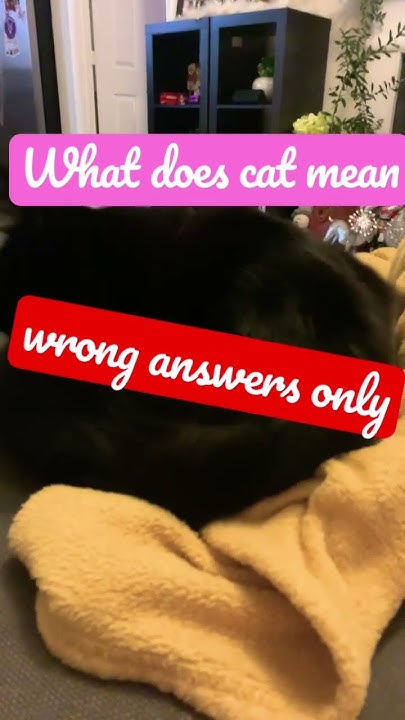 fyp-what-meow-what-does-cat-mean-with-my-cat-licking-his-fur-cuz