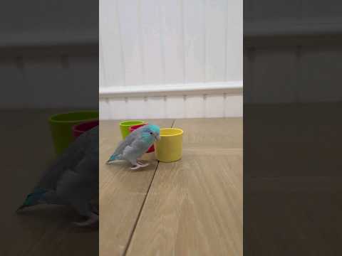 Parrot Trick Training ❤️ #parrotlet