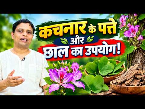 Do you know these amazing uses of Kachnar?