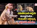 కంటతడి పెట్టిస్తున్న తల్లి కోతి వీడియో | Mother Monkey Emotional Video | Uttar Pradesh |