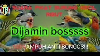 Suara pikat BURCIL anti BONCOS..sudah terBUKTI langsung NGUMPUL!!!!