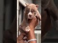 Pakistani bully #trending #trend #shorts #short #shortvideo #cute