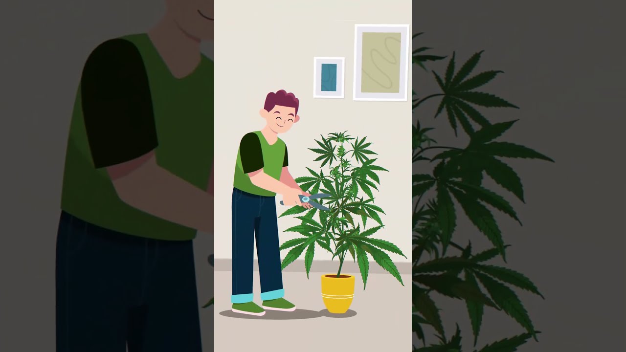 Pruning Cannabis 