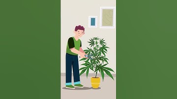Pruning Cannabis!