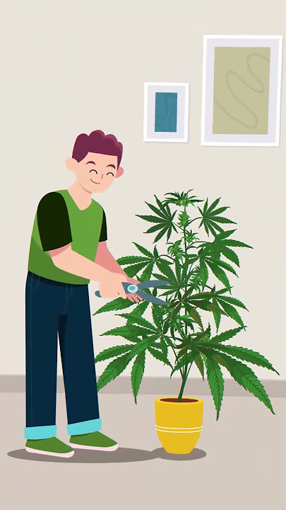 Pruning Cannabis!