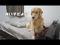 パパの気配で良い子に豹変する愛犬