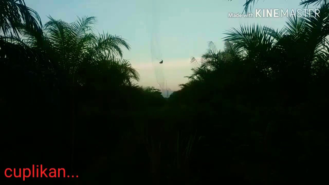 Menjaring Burung Punai #04 - YouTube