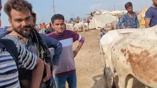 Daily different Situation, Under 1 Lac Cows Mid Range In Northern Bypass Mandi | B 4 Birds