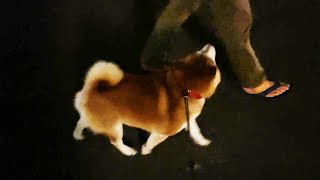 迷子になったのでお父さんにくっついて歩く柴犬