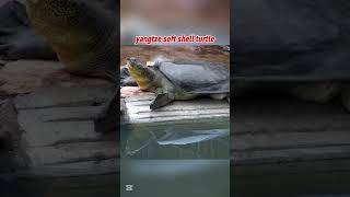 Animals That Could Go Extinct