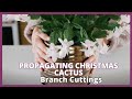 Propagating christmas cactus branch cuttings