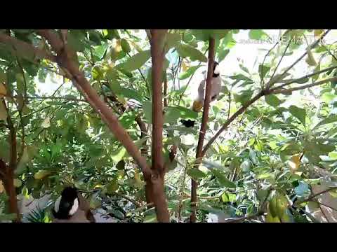 تغريد البلابل بالطبيعة 