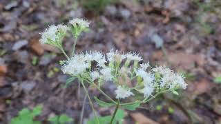Bays Mountain Lakeside Road to Firetower Hike 10 14 26
