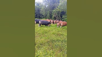 #youtube #shorts #short #shortvideo #sapi #sapisuper #sapimoo #sapijumbo #sapibali #bull #cow