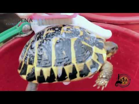 Video: Come Fare Il Bagno A Una Tartaruga Di Terra