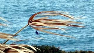 MIRADOIRO MORRO DE CANIDE MERA MAIANCA OLEIROS A CORUÑA GALICIA (a) BORRASCA IGNACIO 2021 01 24