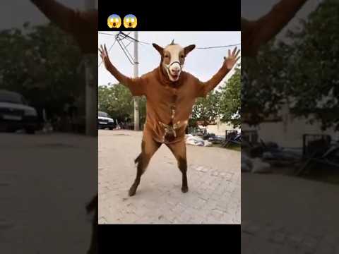  Omg_meri_गाय_ko_kiya_ho_gaya_😱😂 #shorts #youtubeshorts #comedy #trending #funny 