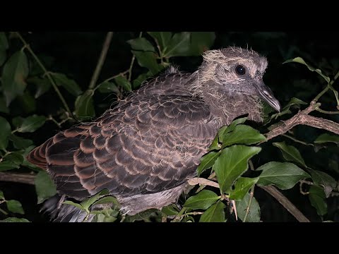 Oriental Turtle Dove Fledgling (멧비둘기 Streptopelia Orientalis)