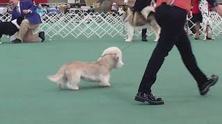 2024 Canine Museum AM Show  BEST IN SHOW