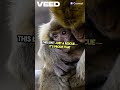 Heartwarming Forest Rescue_ Monkey Saves Rabbit!  #facebook #movie #insta #movieclips #explorepage