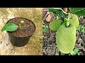 How to gardening planting jackfruit trees with hormone banana flowers