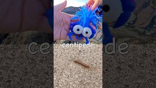 Bug Insect Names | Kids Learn: Centipede Jewel Beetle Grasshopper Snail #HolidaysWithYouTube