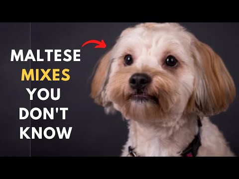 Video: Trendy jaunā veida suns ārstē maltiešus