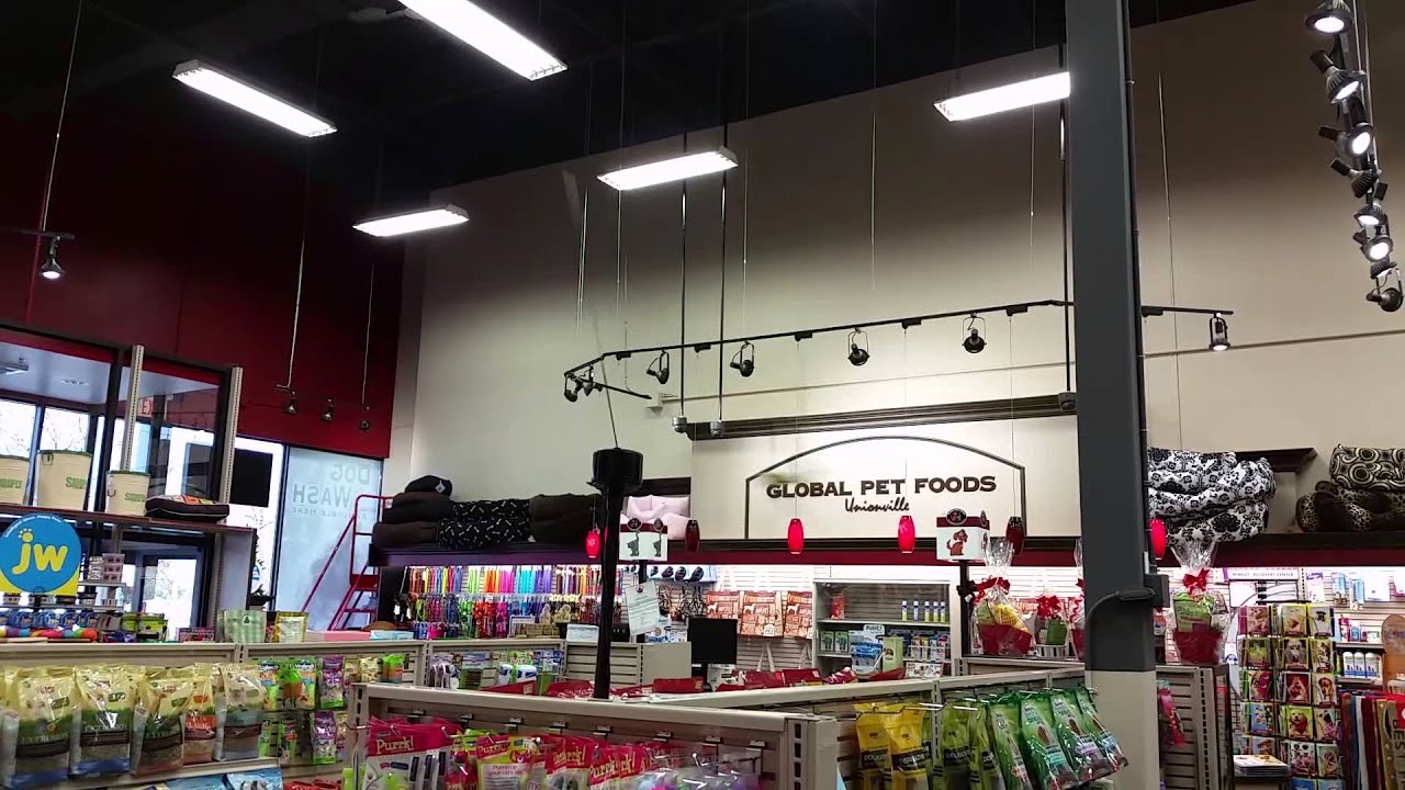 DaBird Cat Toy by GoCat!