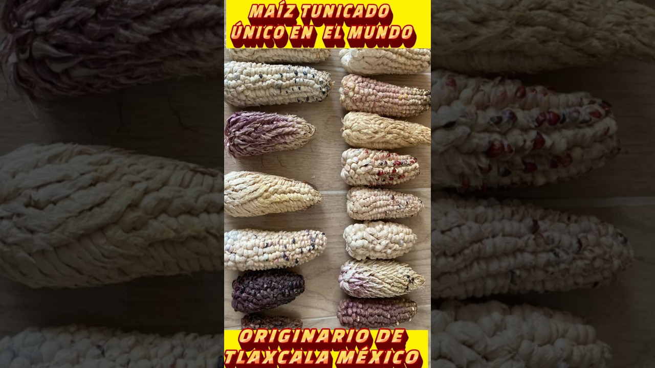 MAÍZ TUNICADO O DE AJO ORIGINATIO DE TLAXCALA Y ÚNICO EN EL MUNDO
