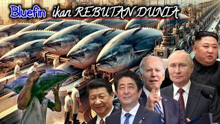 Setiap orang harus menonton vidio ini! Alasan Ikan Tuna Mahal?  - Tuna bluefin | Tuna sirip biru