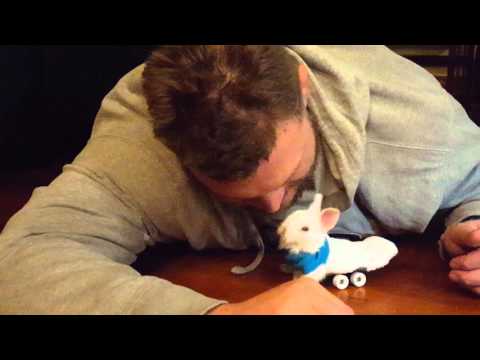 The Original Viral Video of Wheelz The Little Bunny That Could