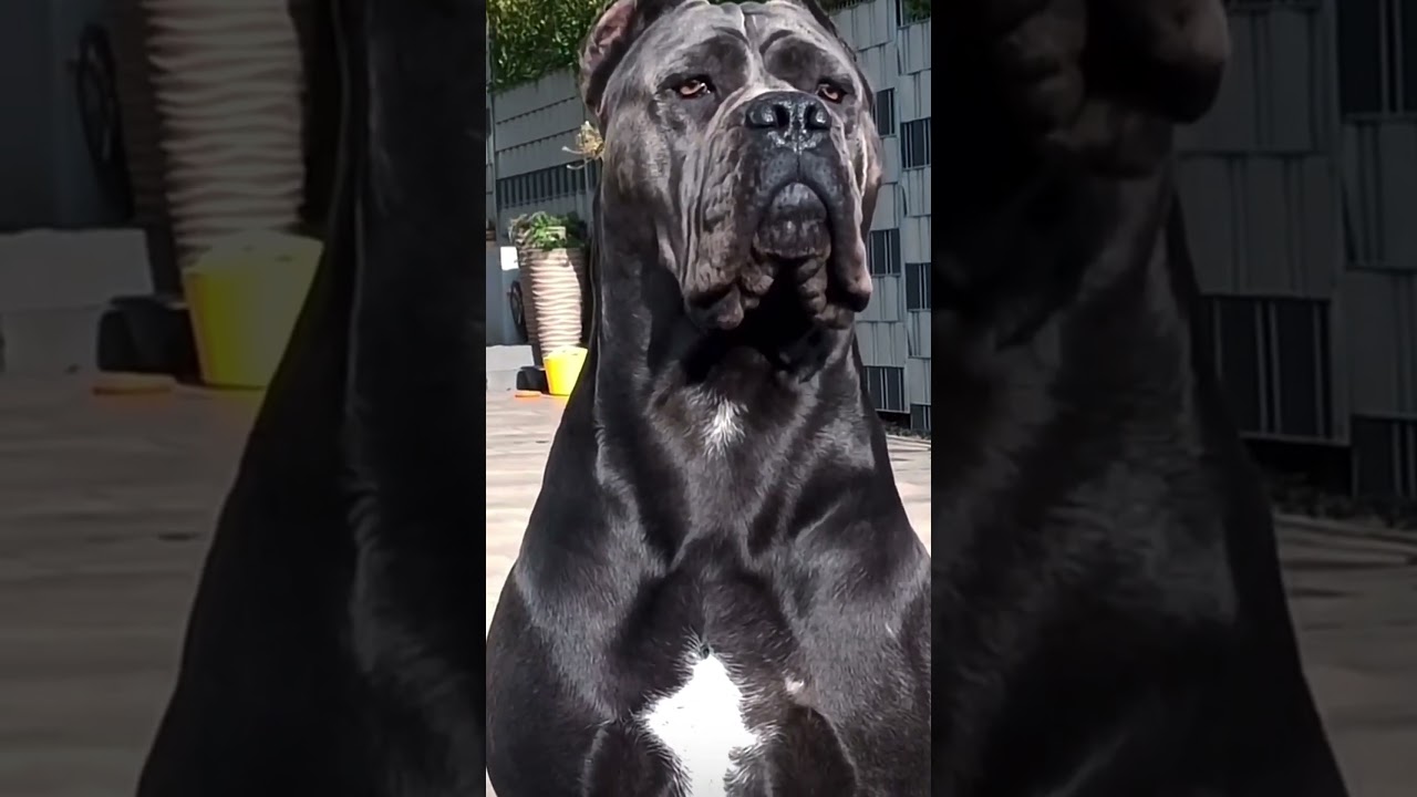 A straight power house 