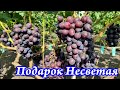 Подарок Несветая - 2021