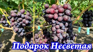 Подарок Несветая - 2021