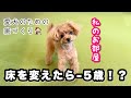愛犬専用の部屋を作ったらまさかの行動…!床材の大切さを実感…!【トイプードルのコロン】